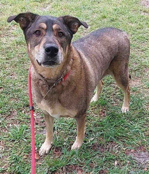 Photo of Jake, adoptable senior German Shepherd Dog in Fort Lauderdale, Florida