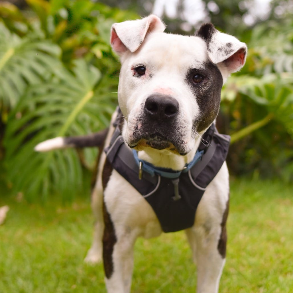 Photo of Linus, adoptable senior Mixed Breed (Large)