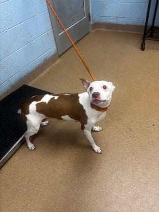 Photo of Roxilla, adoptable senior dog in Chamblee, Georgia