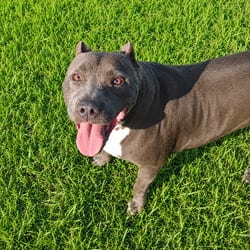 Photo of Chloe, adoptable senior American Pit Bull Terrier in Chattanooga, Tennessee