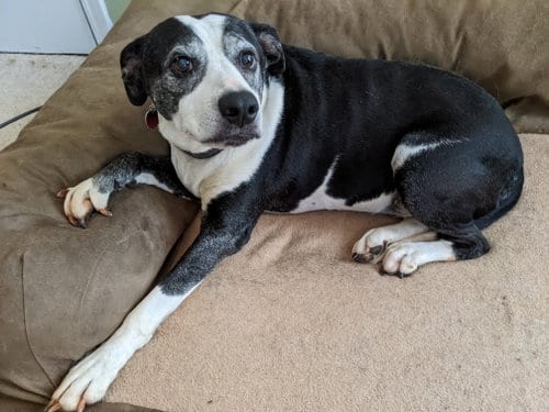 Photo of Maggie Jane, adoptable senior American Bulldog in Roswell, Georgia