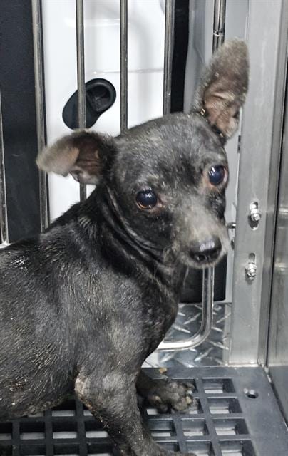 Photo of Soy, adoptable senior Mixed Breed