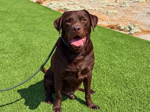 Photo of Bo, adoptable senior Labrador Retriever in Clovis, California