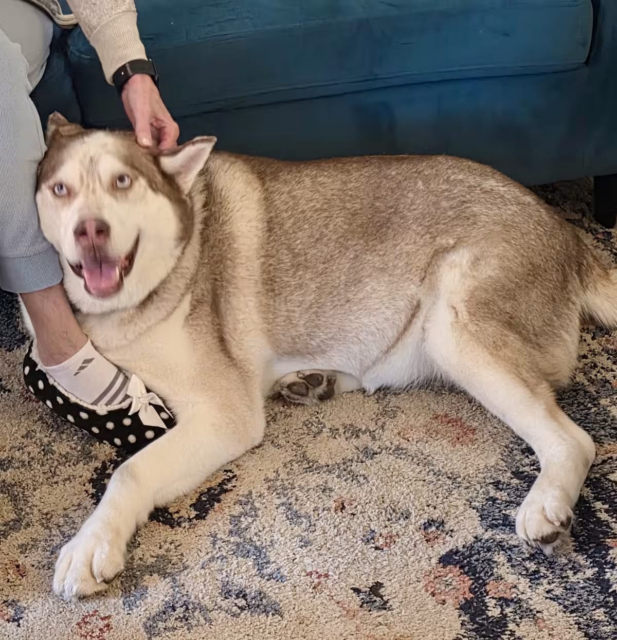 Photo of Simba, adoptable senior Siberian Husky/Akita in Beaverton, Oregon