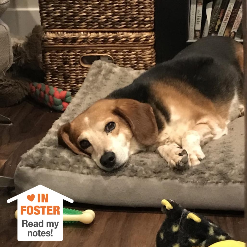 Photo of Mary Jane, adoptable senior Beagle in Kanab, Utah