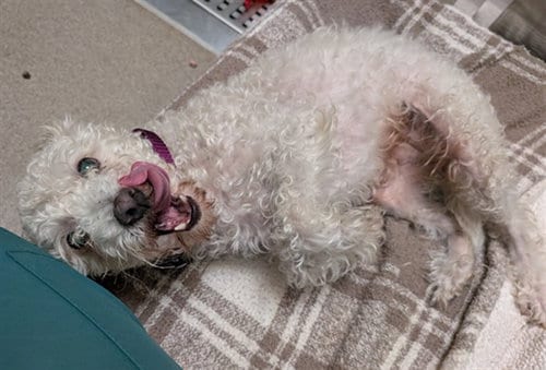 Photo of 1St Mate Belly Rubs, adoptable senior Poodle (Miniature) in Denver, Colorado