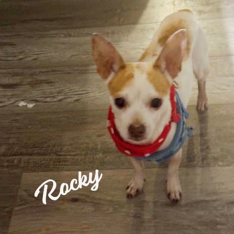 Photo of Rocky #pocket-pooch, adoptable senior Chihuahua in HOUSTON, Texas