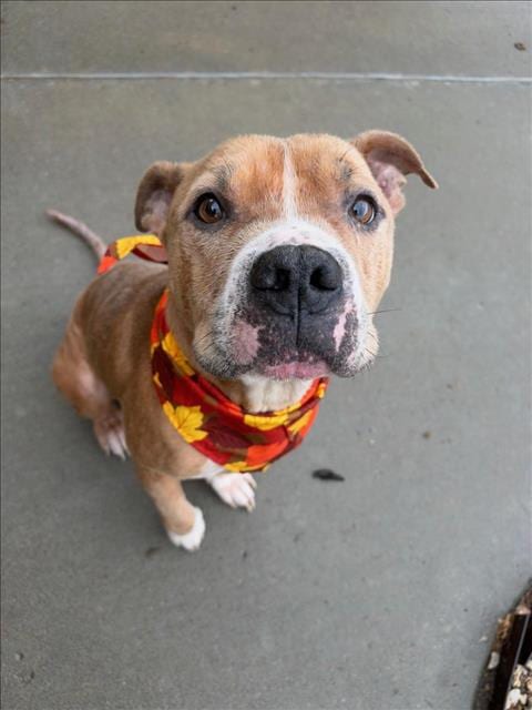 Photo of Merle The Squirrel, adoptable senior Pit Bull Terrier in Tulsa, Oklahoma