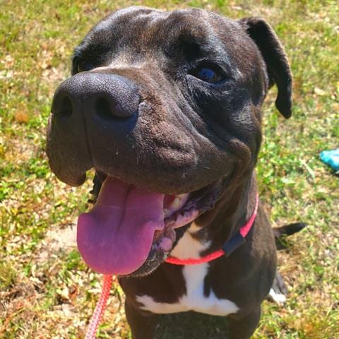 BRIAR, adoptable senior Pit Bull Terrier in Green Cove Springs, FL