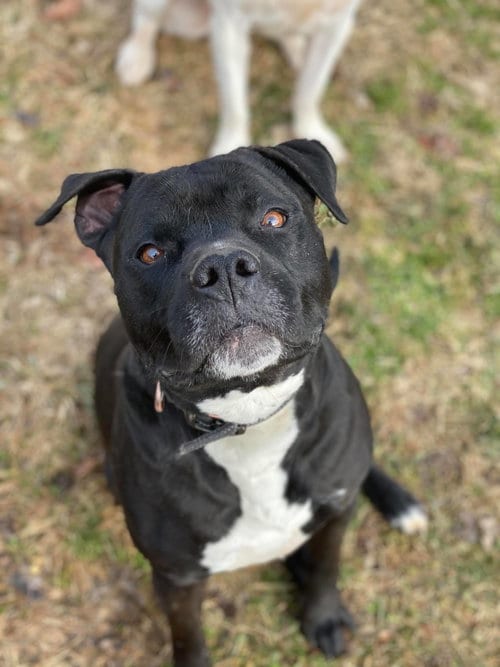 Deitz, adoptable senior American Bulldog in Lewistown, PA