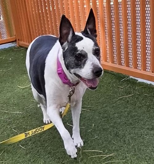 Photo of Millie, adoptable senior Pit Bull Terrier in Las Vegas, Nevada