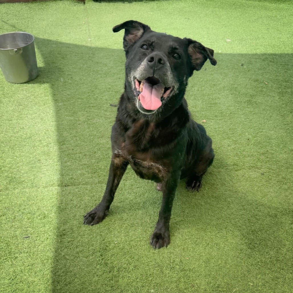 Photo of Albert 26-08-133, adoptable senior Retriever, Black Labrador / Mixed Breed (Medium) in Bastrop, Texas