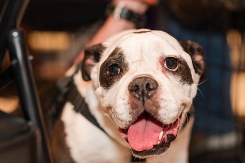 Photo of Opal, adoptable senior English Bulldog in St. Louis Park, Minnesota