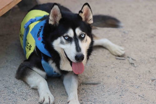 Photo of Blue, adoptable senior Siberian Husky in Walnut Creek, California