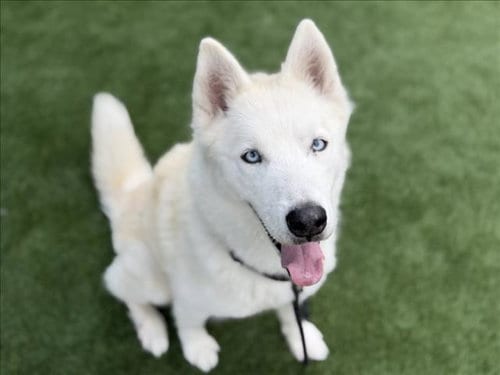 Photo of Gohan, adoptable senior Siberian Husky in Los Angeles, California