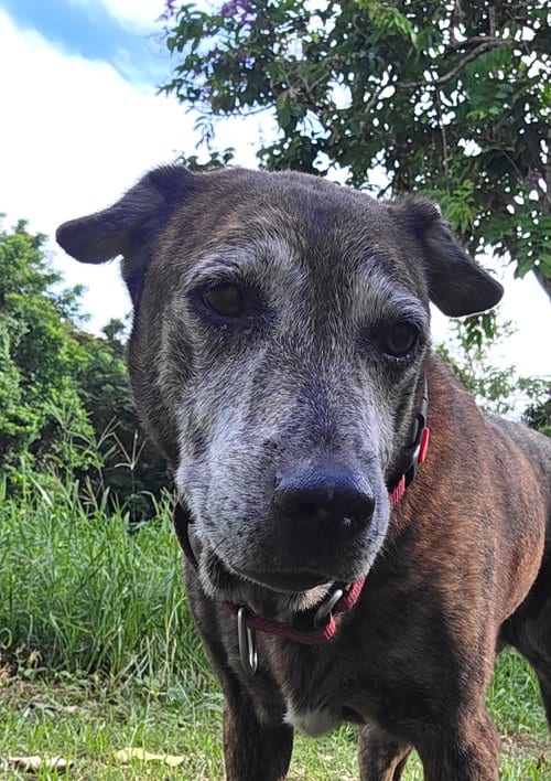 Photo of Nikki, adoptable senior Unknown breed (medium coat) in Luquillo, Puerto Rico