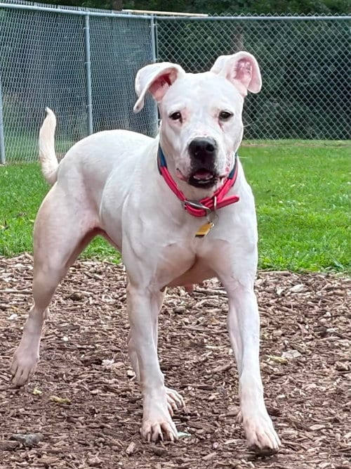 Photo of Paisley, adoptable senior Dogo Argentino in Martinsburg, West Virginia