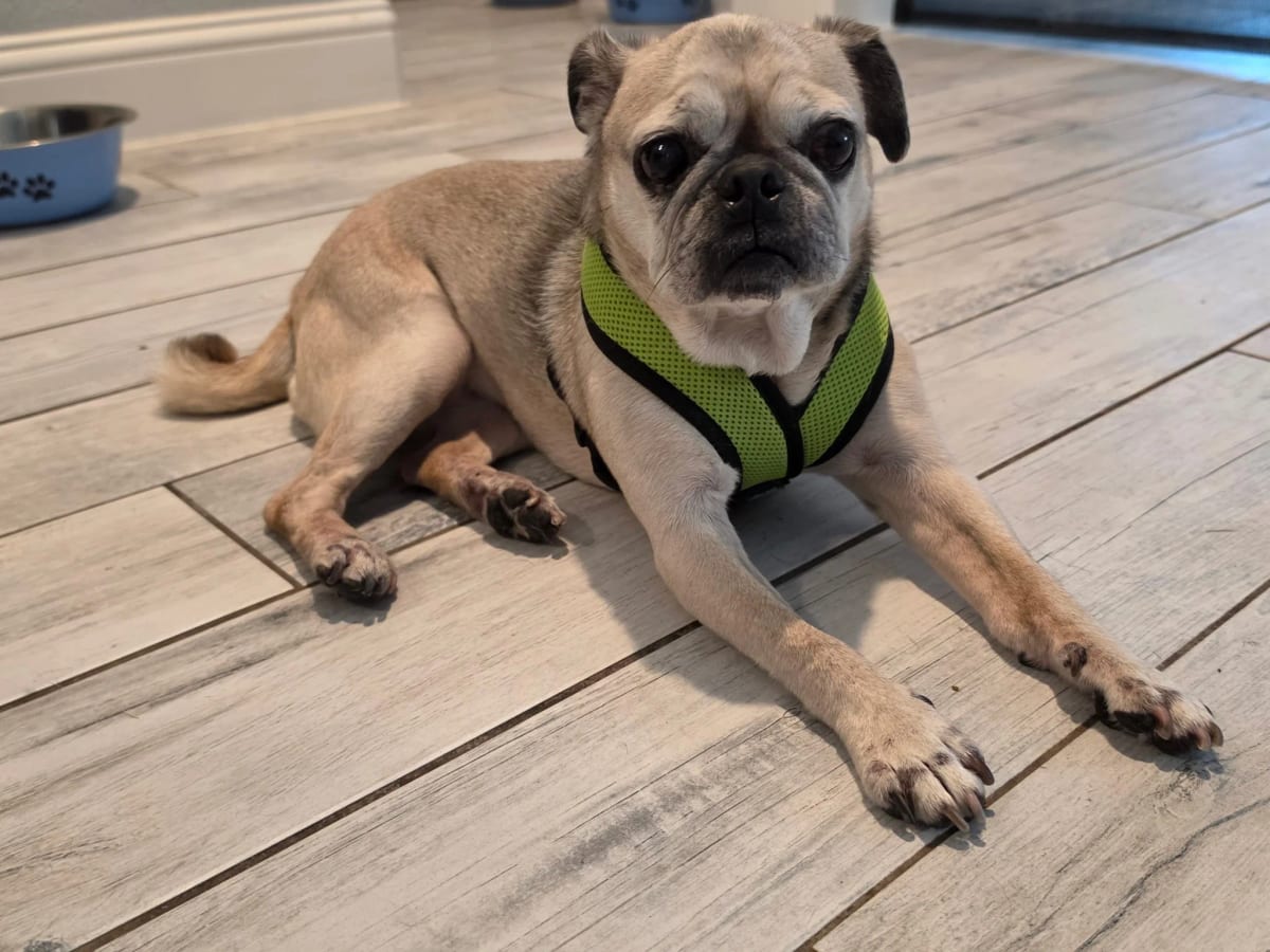 Photo of Maren, adoptable senior Pug in Grapevine, Texas