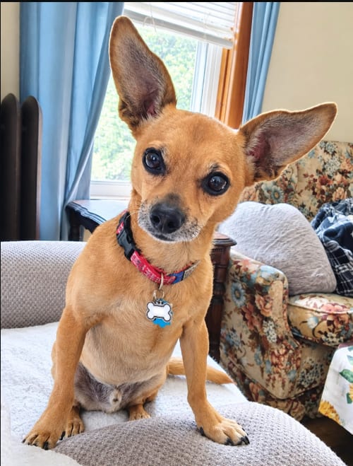 Photo of Pico, adoptable senior Chihuahua in Cranston, Rhode Island
