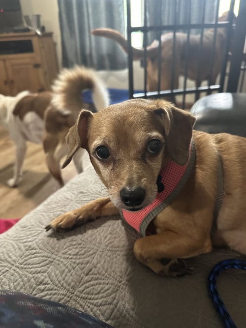 Photo of Diamond, adoptable senior Dachshund in Paola, Kansas