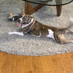 Photo of Blitz, adoptable senior American Pit Bull Terrier in Washington, District of Columbia