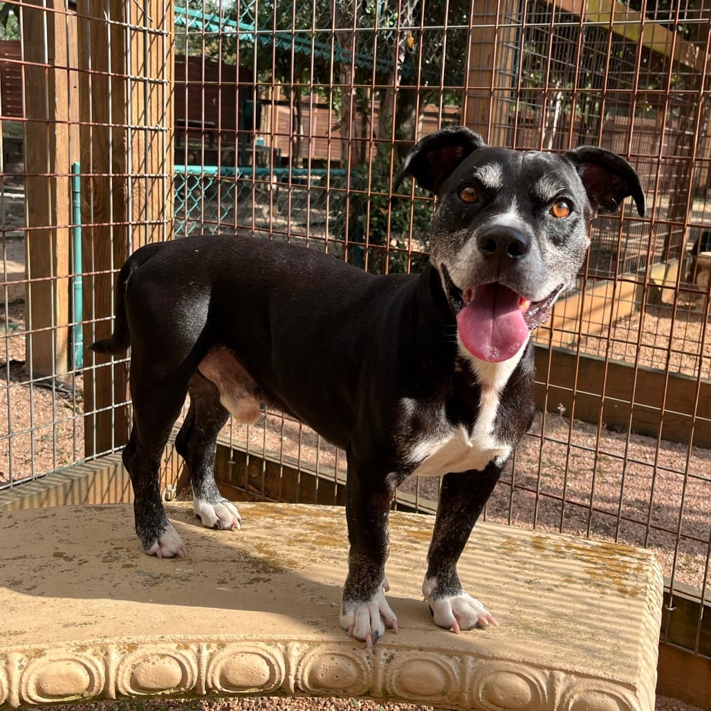 Photo of Charlie/Tarzan, adoptable senior Mixed Breed (Medium) in Houston, Texas