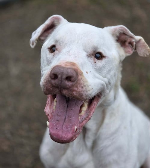 Photo of Barnaby, adoptable senior American Bulldog in Anniston, Alabama