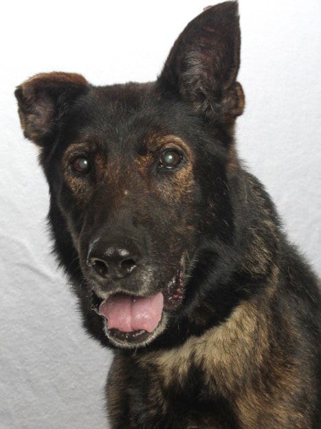Photo of Lucille, adoptable senior Belgian Shepherd Malinois in Burbank, California