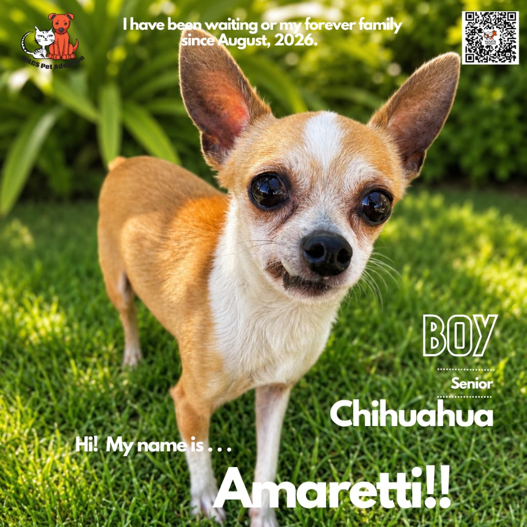 Photo of Amaretti, adoptable senior Chihuahua in Westminster, California