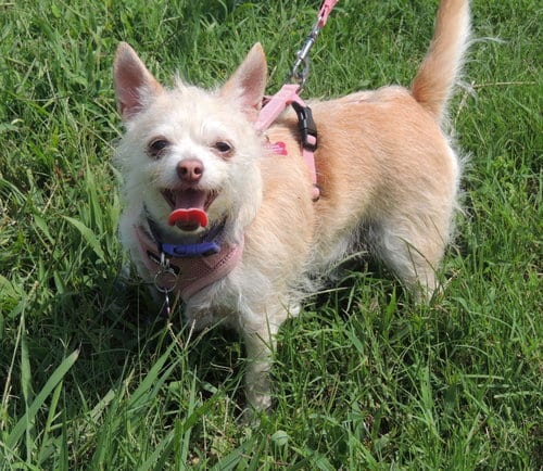 Photo of Marvelous Missy, adoptable senior Chihuahua in Sussex, New Jersey
