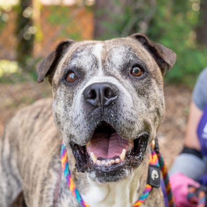 Photo of Debo, adoptable senior dog in Chamblee, Georgia