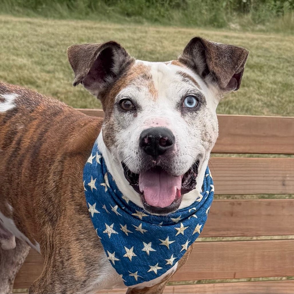 Photo of Linus, adoptable senior Mixed Breed (Medium) in DeKalb, Illinois