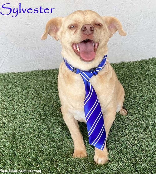 Photo of Sylvester, adoptable senior Chihuahua in San Diego, California