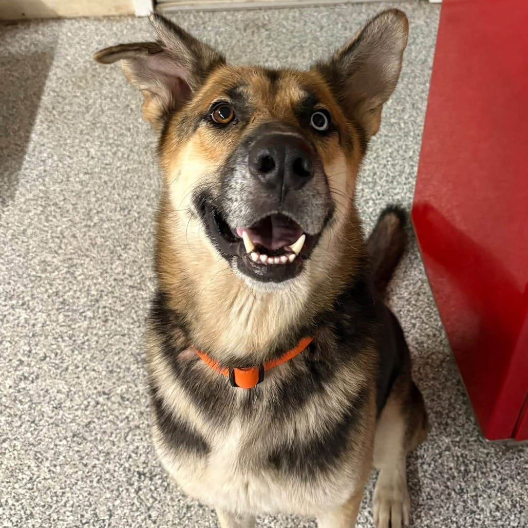 Photo of Walt, adoptable senior Mixed Breed (Large) in West Olive, Michigan