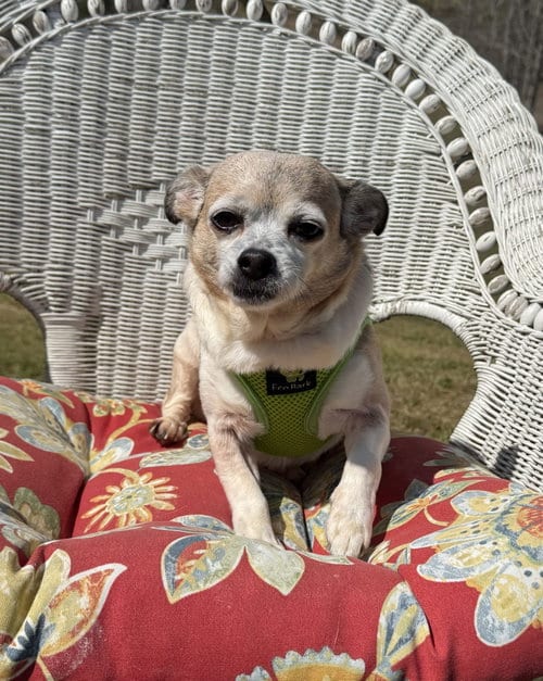 Photo of Piggie, adoptable senior Chihuahua in Attalka, Alabama