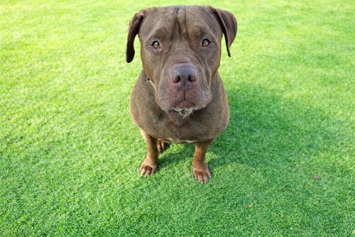 Photo of Teeny, adoptable senior Chinese Shar-Pei in Ocala, Florida