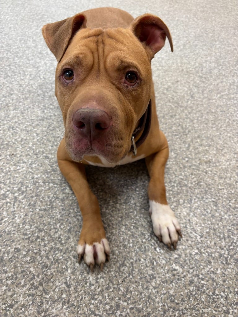 Photo of Teddy Bear, adoptable senior Mastiff in Findlay, Ohio
