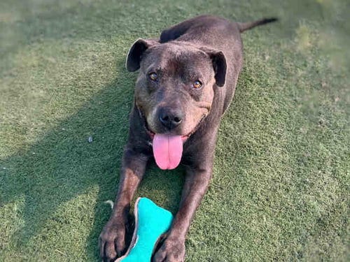 Photo of Kali, adoptable senior Pit Bull Terrier in Carlsbad, California