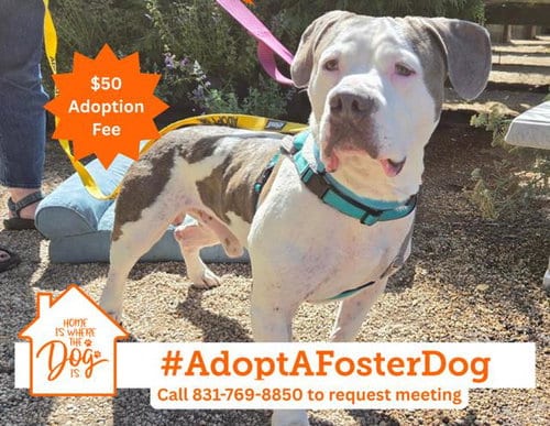 Photo of Dom, adoptable senior Pit Bull Terrier in Salinas, California