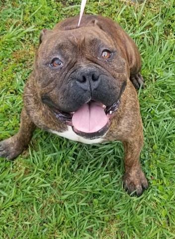 Photo of Pup Pup, adoptable senior American Bulldog in Gainesville, Florida