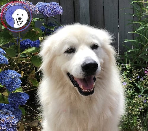 Photo of Angel Marie, adoptable senior Great Pyrenees in Spring, Texas