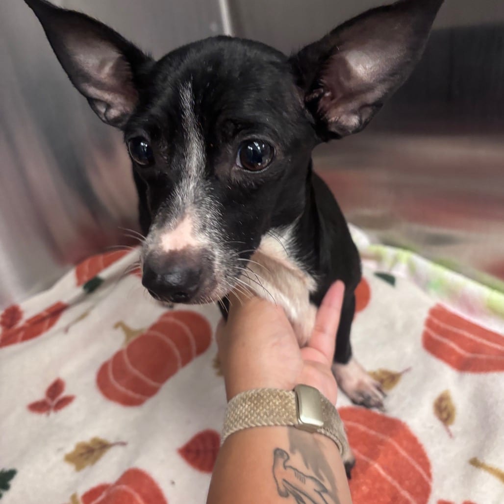Photo of Jessie, adoptable senior Chihuahua in Spartanburg, South Carolina