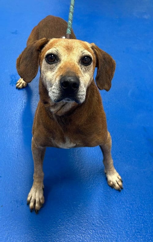 Photo of Copper, adoptable senior Hound in Holbrook, New York