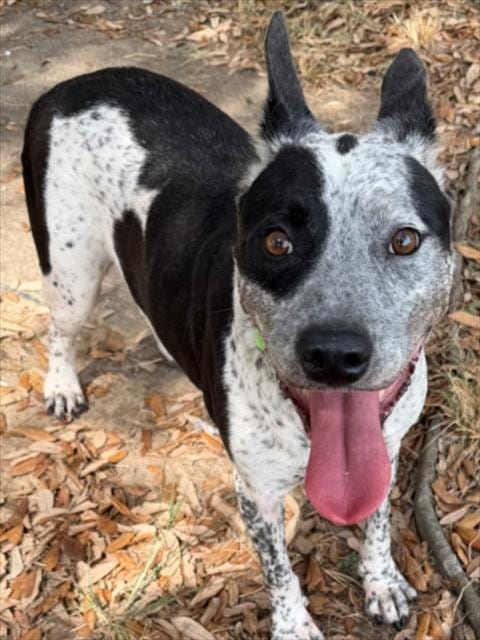 Photo of Cat, adoptable senior Australian Cattle Dog/Blue Heeler in Texas City, Texas