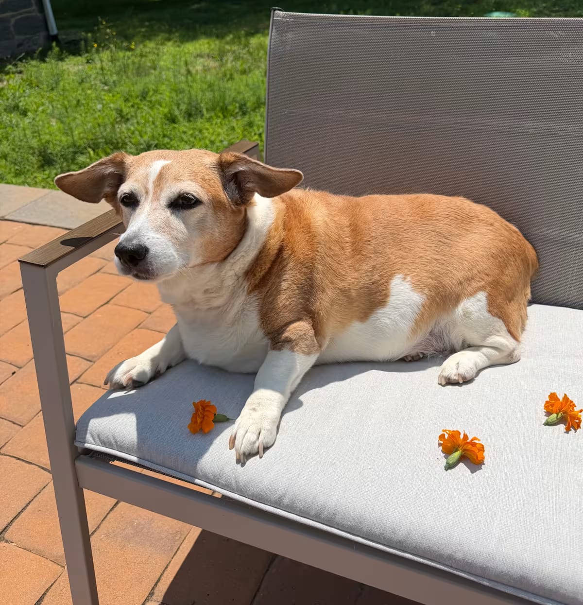 Photo of Belka, adoptable senior Corgi Jack Russell Terrier in Scotch Plains, New Jersey