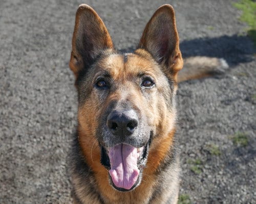 Photo of Brody, adoptable senior German Shepherd Dog in Sequim, Washington