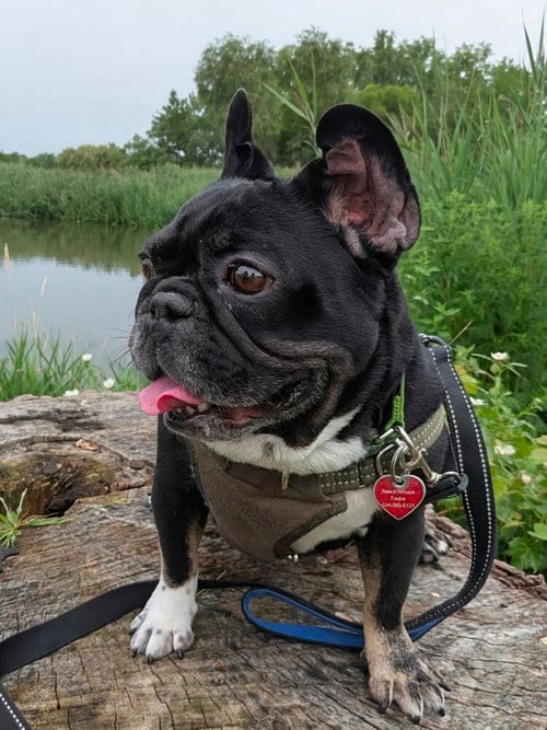 Photo of Weezer, adoptable senior French Bulldog in Mundelein, Illinois