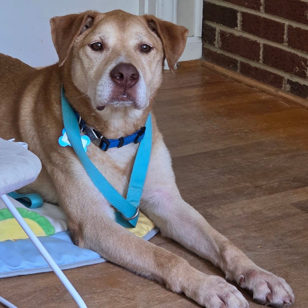 Photo of Happy, adoptable senior Retriever, Labrador in Wake Forest, North Carolina