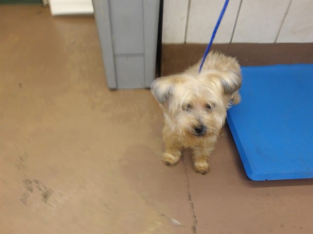 Photo of Ronald, adoptable senior Shih Tzu in Chicago, Illinois