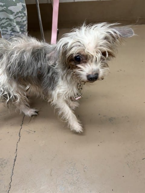 Photo of Angel, adoptable senior Shih Tzu in Chicago, Illinois